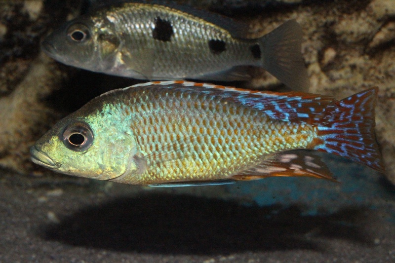 Otopharynx tetrastigma